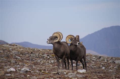 Native Wildlife Species in Colorado