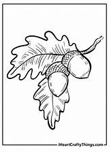 Acorn Coloring Pages  15 Free Printable Designs sketch template