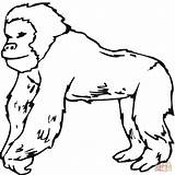 Gorillas Originalcoloringpages Sketch Coloring Page sketch template