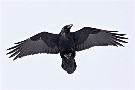 Pin on Ravens