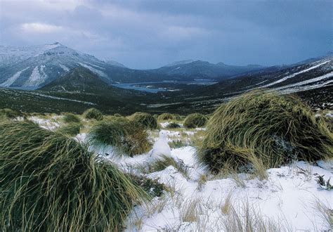 Eradication—The Clearance of Campbell Island | New Zealand Geographic