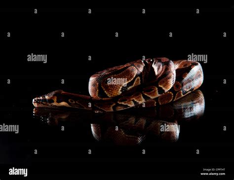 baby anaconda on reflective surface Stock Photo - Alamy