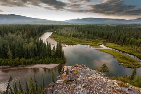 About the Types of Forests and Animals of the Yukon, BC - NatureNibble