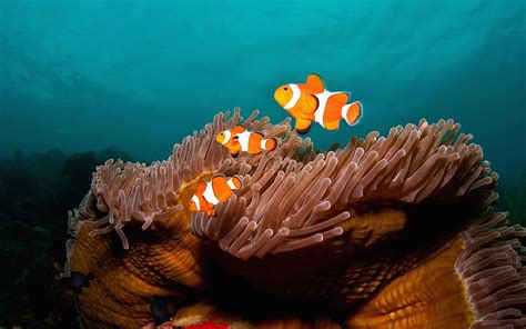 12 Incredible Images From Diving's Last Frontier, Timor Leste