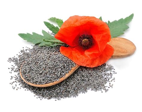 New MS-Based Analysis Methods Used to Screen for Poppy Seeds in Food