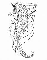 Seahorse Coloring Sheet sketch template