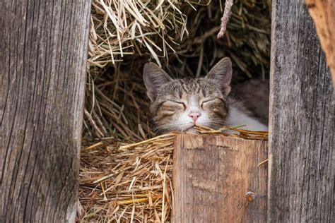 The Life of a Barn Cat - One at a Time Pet Rescue