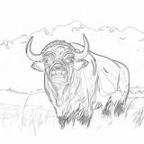 Buffalo Coloring Pages  Mimi Panda sketch template