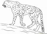 25 Free Cheetah Coloring Pages For Kids And Adults sketch template