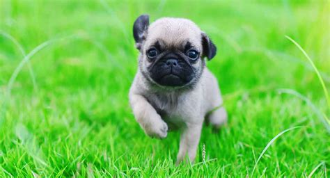 Baby Pug - A Guide To How Your Pup Will Grow And Develop