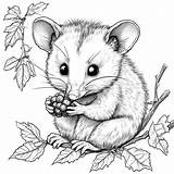 Adorable opossum With Berry coloring page Lulu Pages sketch template