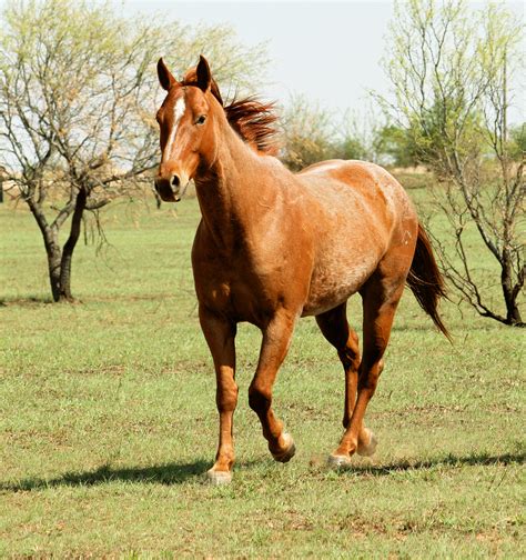 File:Red roan horse trotting.jpg - Wikimedia Commons