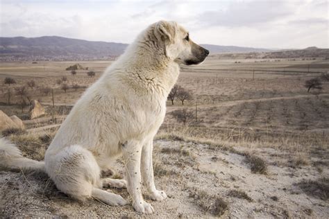 Anatolian Shepherd: Dog Breed Characteristics & Care