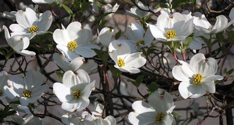 North Carolina State Flower - The Flowering Dogwood - ProFlowers Blog