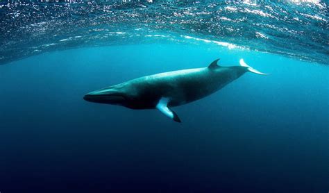 minke whale Archives - Australian Geographic