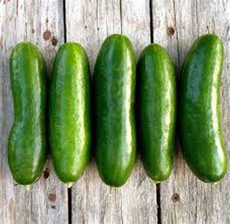 Persian Middle East Cucumber Seeds | Etsy