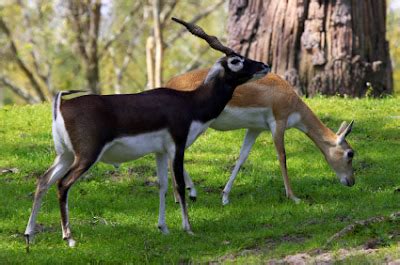 Black Buck Deer ~ ABDUL BASIT AND DANISH KAKAR BIRDS SHOP