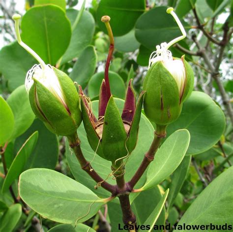 Kirala/sonneratia caseolaris | Herbal plants Sri Lanka