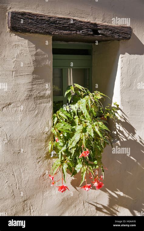 Tuberous begonias hanging basket hi-res stock photography and images - Alamy