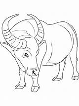 Buffalo Wild Wings Coloring Sheet Coloring Pages sketch template