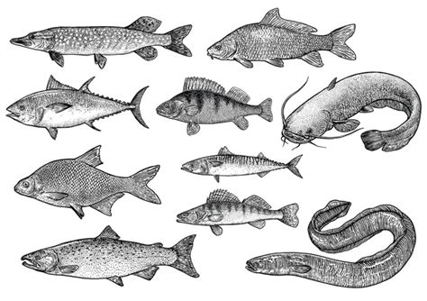 100,000 Salmon drawing Vector Images | Depositphotos