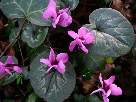 Cyclamen Persicum and wild cyclamen or botanical species