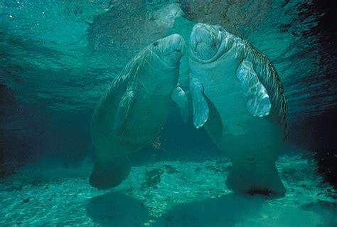 Amazonian manatee | mammal | Britannica