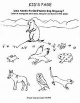 Prairie Animals Coloring Pages  Nation sketch template
