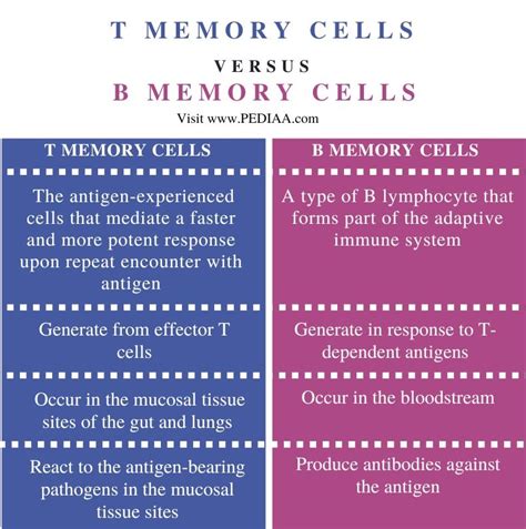 What is the Difference Between T Memory Cells and B Memory Cells - Pediaa.Com