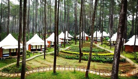 Wisata Hutan Pinus Grafika Cikole Lembang Bandung yang Eksotis!