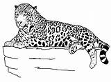 Free Printable Cheetah Coloring Pages For Kids sketch template