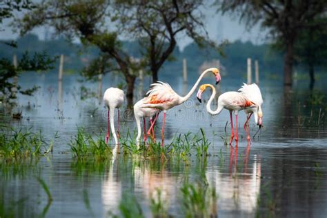 Nature Scenery or Natural Painting by Greater Flamingo Flock or ...