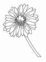Daisy coloring pages sketch template