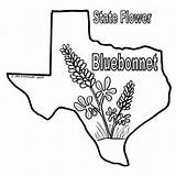Bluebonnet Coloring Page sketch template