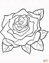 Rose Printable Coloring Pages sketch template