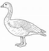 Duck Goose Coloring Pages Coloring sketch template