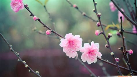 Wallpapers-Wallpaper: 20+ Asian Cherry Blossom Flower