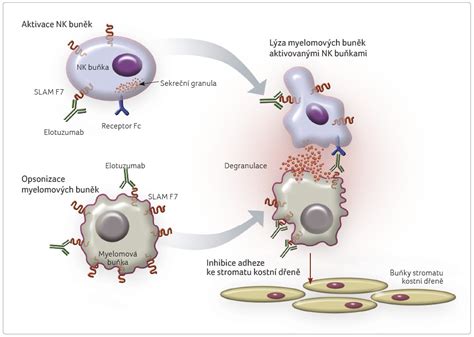 Elotuzumab v léčbě mnohočetného myelomu | Remedia