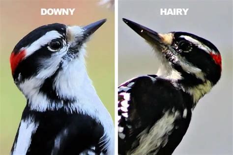 Downy vs Hairy Woodpecker (8 Differences) - Bird Feeder Hub