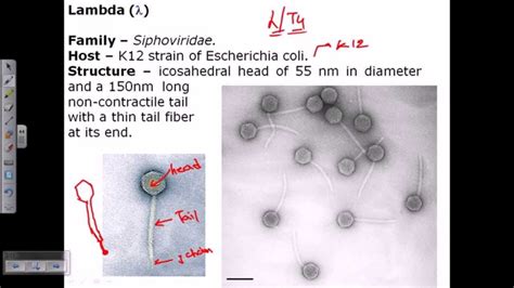 Lambda phage - YouTube