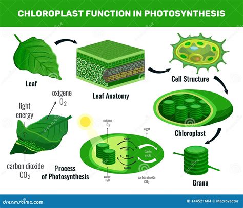 Chloroplast Photosynthesis Infographic Elements Stock Vector - Illustration of biological, flat ...