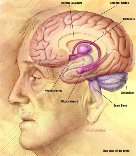 File:NIA human brain drawing.jpg - Wikimedia Commons