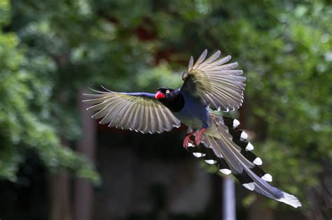 Taiwan Blue Magpie by sullivan™ 浩子 / 500px