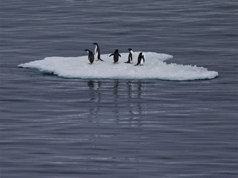 Climate change: Polar bears ‘extinct before end of century' | Nature | News | Express.co.uk