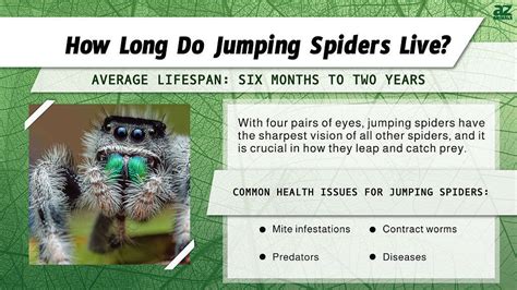 Jumping Spider Lifespan: How Long Do Jumping Spiders Live? - A-Z Animals