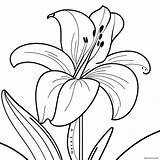 Lily Flower Coloring Page 8661 7254 sketch template