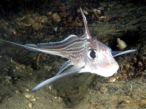 Chimaera – "OCEAN TREASURES" Memorial Library