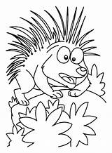 20  Porcupine Coloring Pages Free Printable PDF & Online sketch template