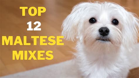 12 Cute Maltese Mix Breeds That will Melt your Heart - YouTube