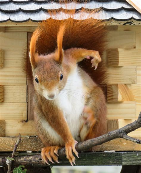 Free Images : sweet, animal, cute, wildlife, fur, mammal, squirrel, garden, croissant, rodent ...
